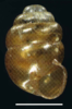 a cylindrical brown shell