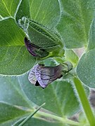 Vicia johannis1.jpg