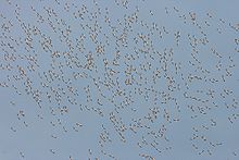 Un cielu azul con munches figures minúscules d'aves distantes que vuelen.