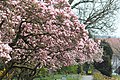 Magnolienhain in Aschaffenburg im Frühjahr 2020