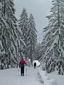 Cross country skiing near St. Märgen