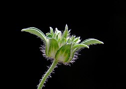 Bud of Tiger's footprint (Ipomoea pes-tigridis).jpg