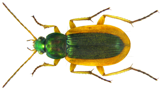 Chlaenius senegalensis.