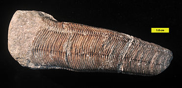 Conulariid from the lower Carboniferous of Indiana