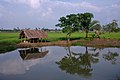 pond & cow shed in the background