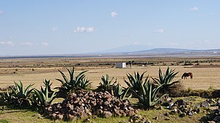 Altiplano sub-húmedo, Apan, Hidalgo