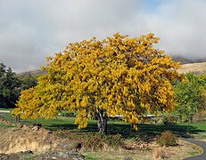 Feuillage d'automne.