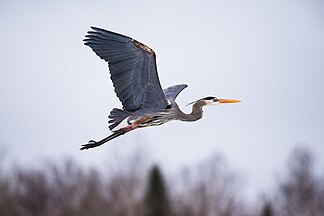 Great blue heron, Saguenay-Lac-Saint-Jean, Quebec, Canada