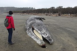 Gray Whale -.jpg