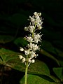 Maianthemum dilatatum