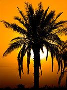 Palm and sunset in Minoo Island, Iran.