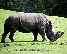 Breitmaulnashorn (Ceratotherium simum)