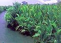 Nipa stands in mangroves of Maitum, Sarangani, Philippines