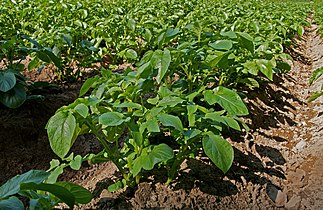 Potato field in Nakkila.