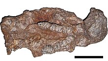 A 10cm skull of Phoberomys pattersoni in ventral view