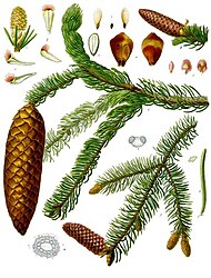 Picea abies (L.) H.Karst.