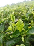 Thumbnail for File:Pucuk daun teh di kebun teh Sidamanik.jpg