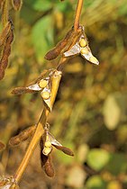 ripe fruits: legume