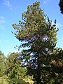 Йомортҡа емешле ҡарағай (Pinus oocarpa)