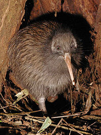 Kiwi in sticks