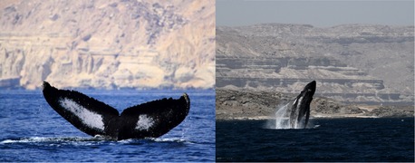 Ballenas jorobadas, en peligro de extinción