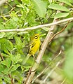 Prairie warbler, Chekika area (East Everglades)