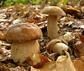 ブナ科樹木と共生するヤマドリタケモドキ（:Boletus reticulatus イグチ科）