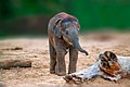 Playful baby elephant
