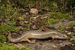 Mjusi madoa-macho (Chalcides ocellatus)