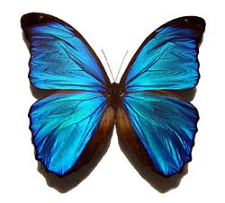 Логотип MorphOS