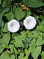 De akkerwinde (Convolvulus arvensis) is een plant uit de windefamilie ( Convolvulaceae).