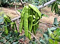 Green pods; Soller, Mallorca, Spain