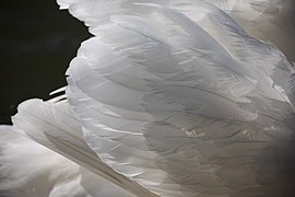 Cygnus feathers.jpg