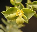 Euphorbia pithyusa