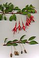 Fuchsia magellanica