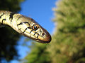 Head shot of 1 metre grass snake from the UK