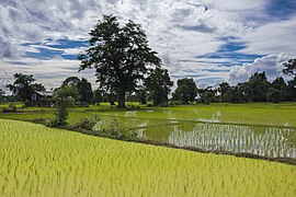 Green landscape with opaque paddy fields and cloudy blue sky in Laos (HDR).jpg