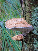 Bjerkandera adusta, un Polyporales