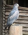 Black-chested Eagle-buzzard: August 08