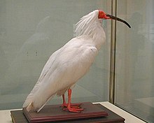 Ibis KIN.JPG