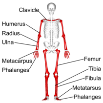 Long bones - anterior view - with legend.png