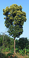 Arbor mangifera plene floret.