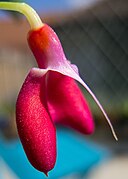 Masdevallia deformis