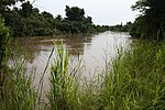 A picture of a marshy river surrounded on both sides by shrubs and trees.