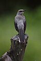 Tropical mockingbird (Mimus gilvus), Crooked Tree Wildlife Sanctuary