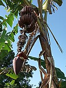 Musa sapientum (Musaceae).jpg