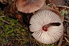 Mycena haematopus