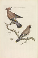 AMPELIS, garrulus (1770), Nederlandsche Vogelen van Nozeman en Sepp