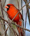 Röd kardinal