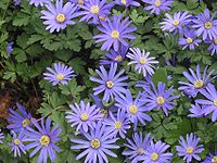 Anemone blanda